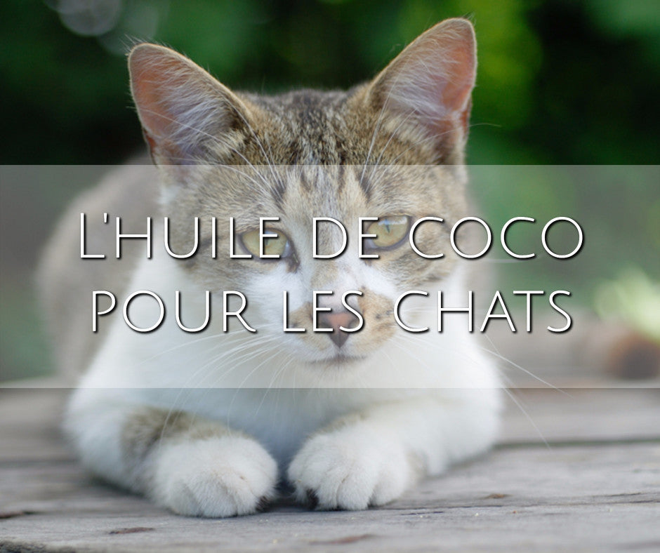 L'huile de coco pour les chats