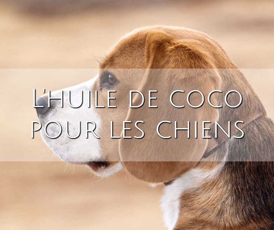L'huile de coco pour les chiens