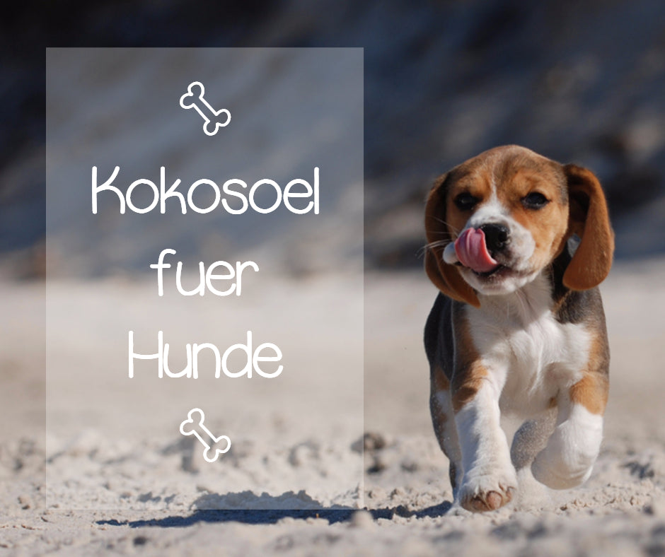 Kokosöl für Hunde