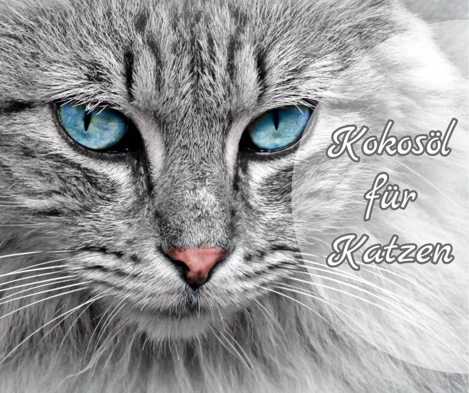 Kokosöl für Katzen