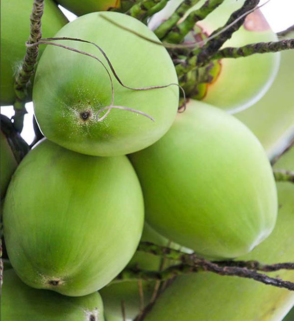 Premium Bio-Kokoswasser