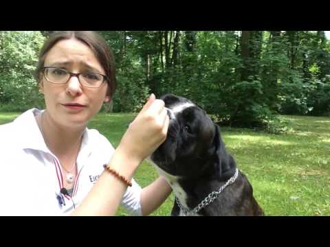 Premium Bio-Kokosöl für Tiere